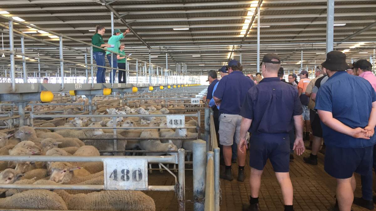 The market continued to be strong at the Muchea Livestock Centre on Tuesday as prices reached $258 during the Nutrien Ag Solutions sale for a line of eight heavy wethers to WAMMCO.