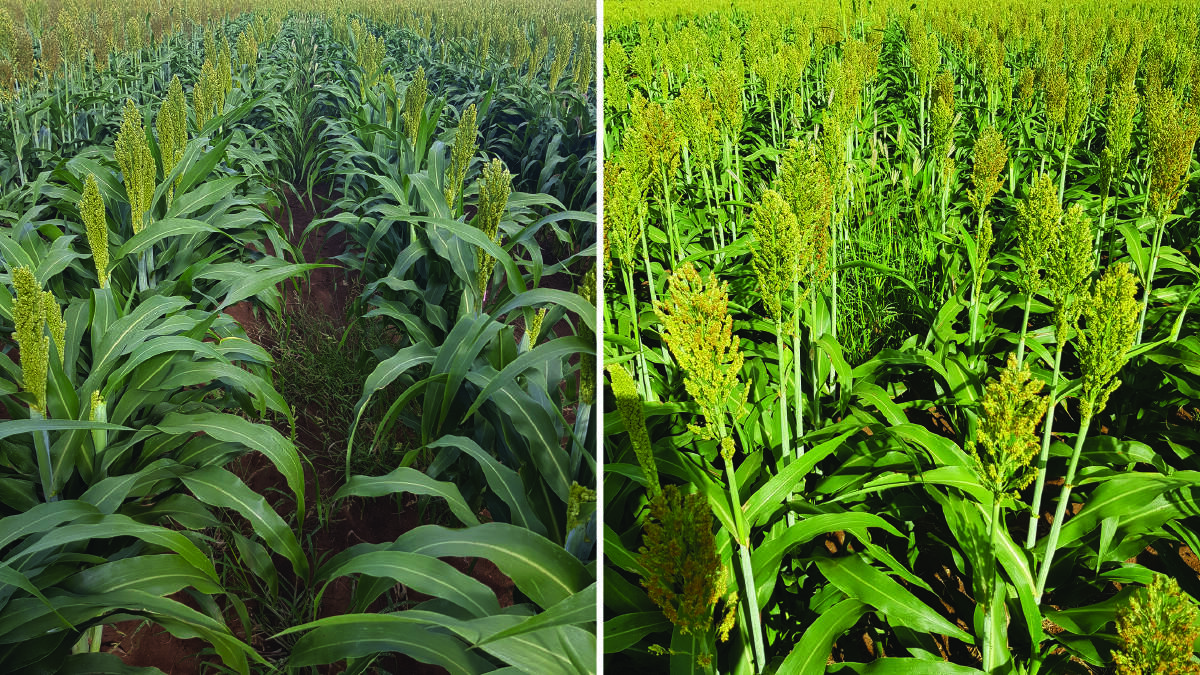 Effect of inter-row space on weed growth. Left: Weeds growing uninhibited in the inter-row space of sorghum sown at one metre row spacing. RIGHT: Fewer weeds can establish when the canopy closes in sorghum sown at 50 centimetre row spacing.