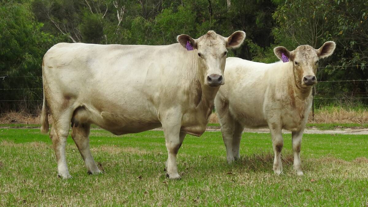 The Buller family's Monterey Murray Grey stud, Karridale, sold this PTIC cow and calf unit Monterey Mannequin K121 and her Ayr Park Legend sired heifer calf at foot for the sale's $9500 top price at the Achmea 54th Murray Grey National Sale on AuctionsPlus last Saturday.