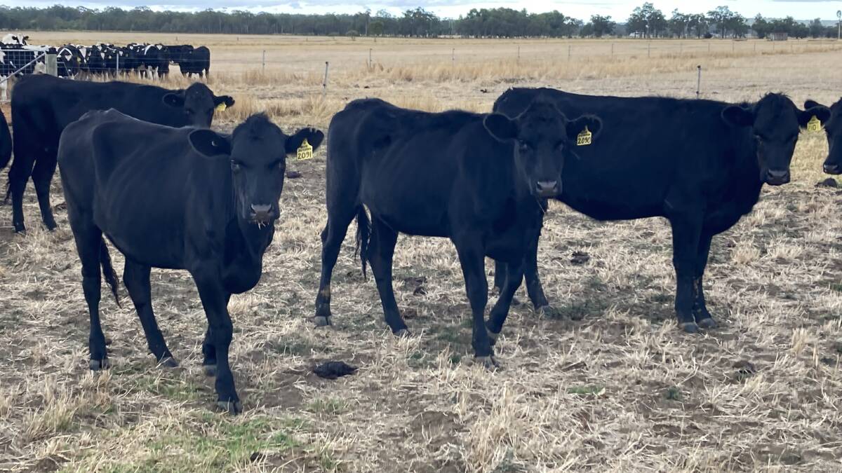 BJ Depiazzi, Dardanup, will present a line of 19 Angus-Friesian heifers aged 16-20 months and vet checked suitable to breed at the day two dairy store cattle sale on Friday, April 8, at Boyanup.