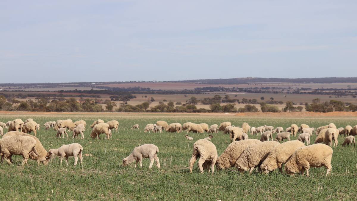 Lambing occurs in March/April prior to seeding.