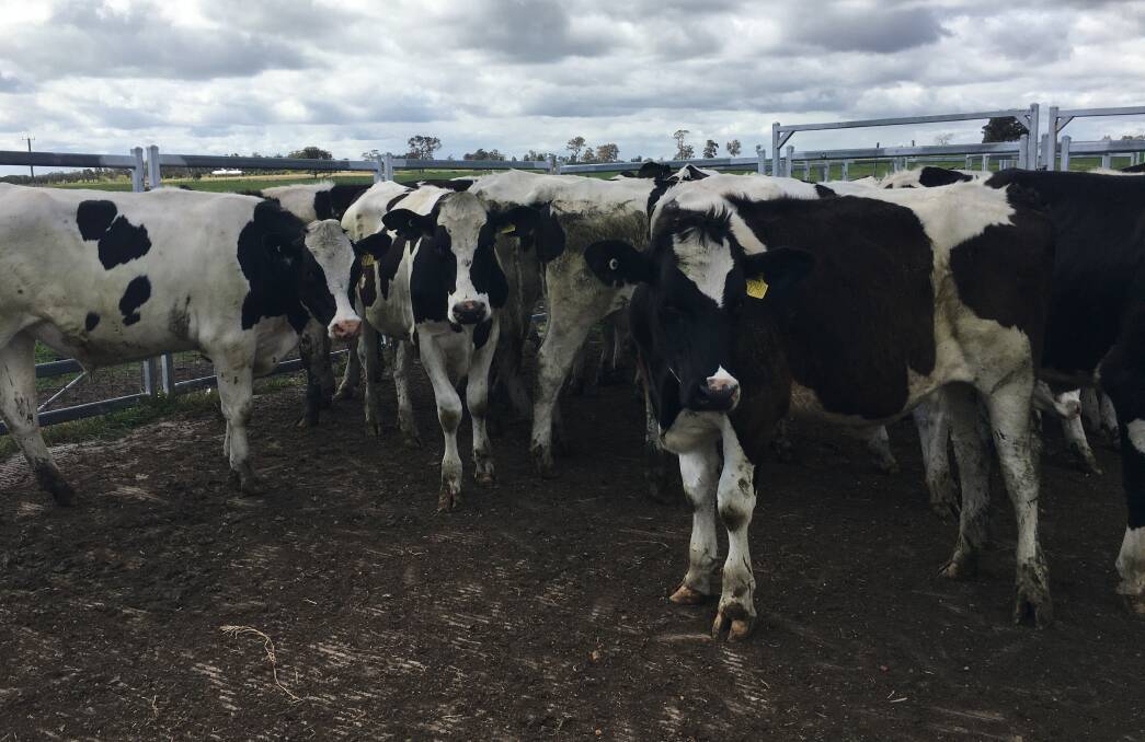 Regular vendors at this time of the year NL & EL Haddon, Busselton, will present their first draft for the season - 40 owner-bred Friesian steers aged 16-18 months.