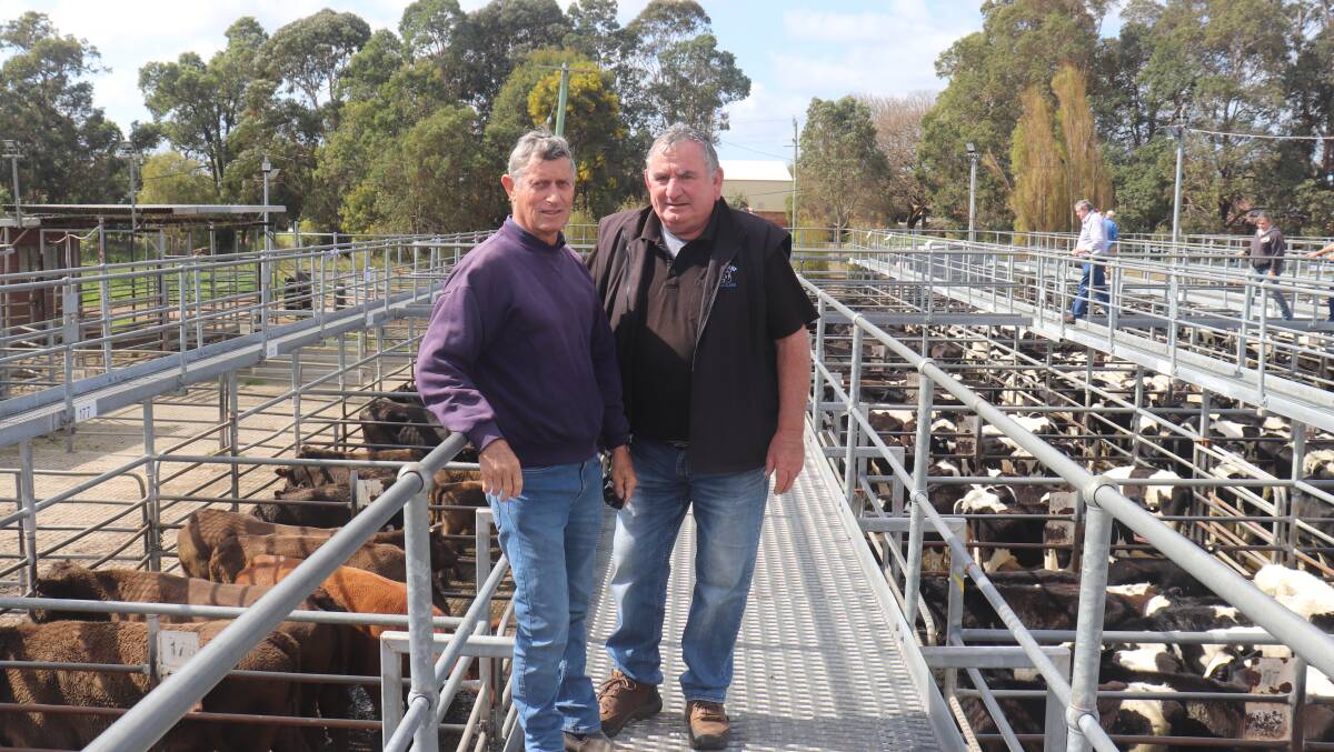 Tim Tuckey (left), Mandurah and Andrew Cunningham, Bunbury, discussed the cattle presented for the Elders sale at Boyanup.