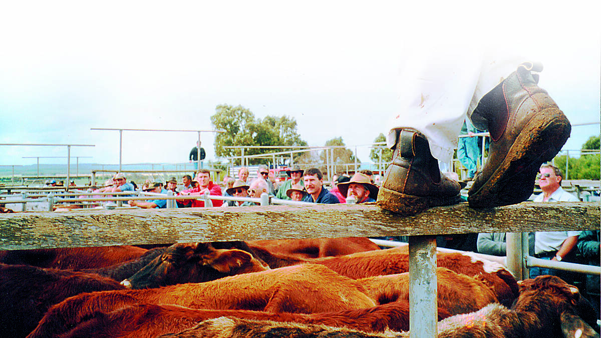 Producers destocking cattle