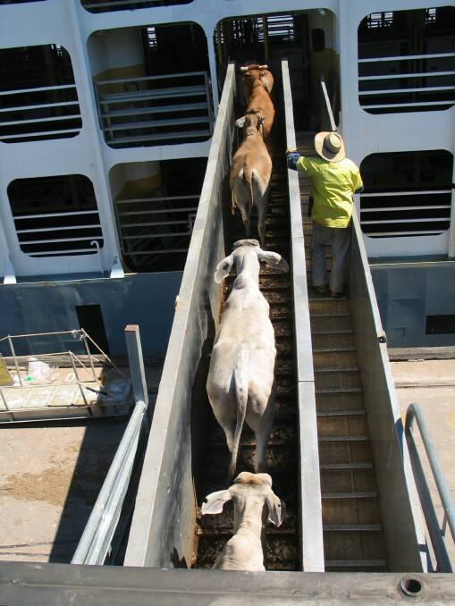 Cattle being loaded aboard a live export vessel.