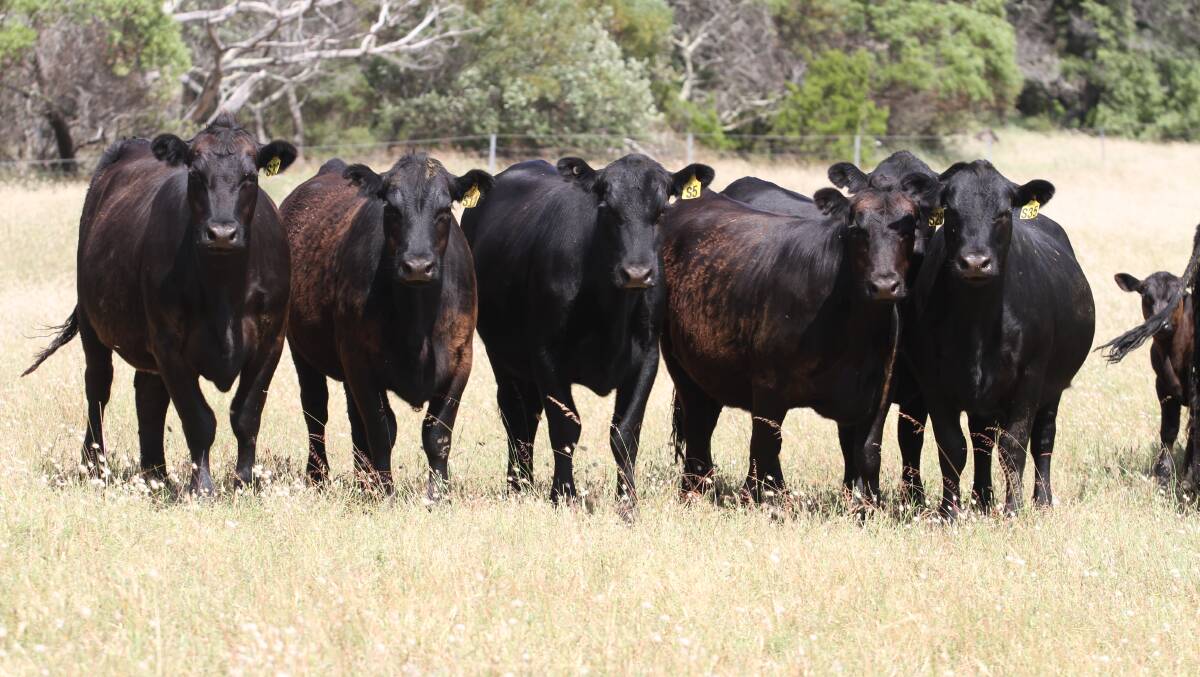 Some of the Graham familys 400 rising two-year-old maiden Angus heifers to calve next winter, an indication of what the Esperance Elite heifers up for grabs in the 16th annual Farm Weekly win 10 Angus heifers competition will grow into.