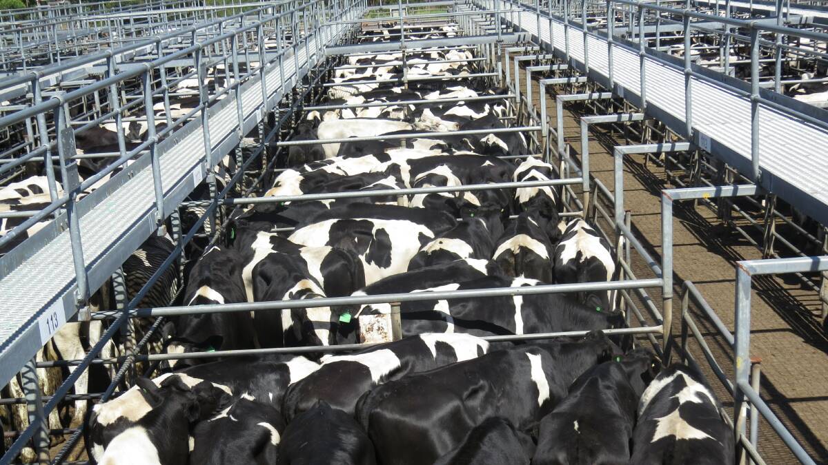 There will be solid numbers of Friesian steers ranging in ages from poddies to two-year-olds at Nutrien Livestock's May store cattle sale at Boyanup.