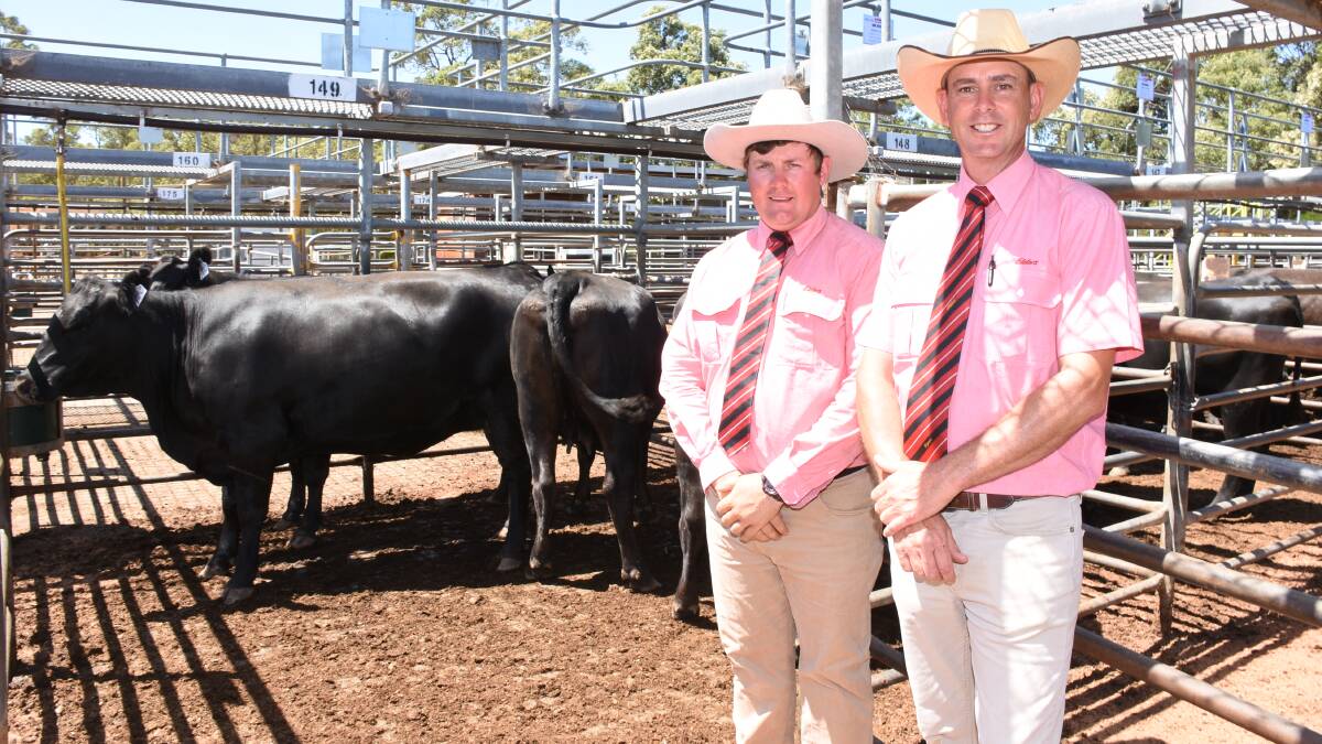 Prices topped at $3450 in last weeks Elders Boyanup Beef Female Sale for this pen of five PTIC Angus rising second calvers from RW Bevan, Unicup, when they sold to an Elders, Manjimup account. With the pen were Elders, Donnybrook representative and sale auctioneer Pearce Watling (left) and Elders South West livestock manager Michael Carroll.