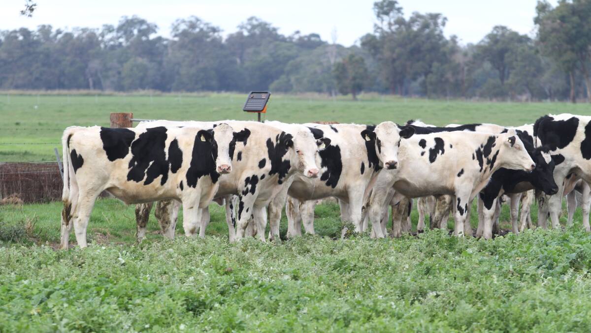 Hayes Farm, Cookernup/Capel, will be one of the sale's largest vendors with a draft of 80 Friesian steers aged 16-18 months nominated for the Elders June store cattle sale at Boyanup this Friday, June 18, commencing at 1pm.