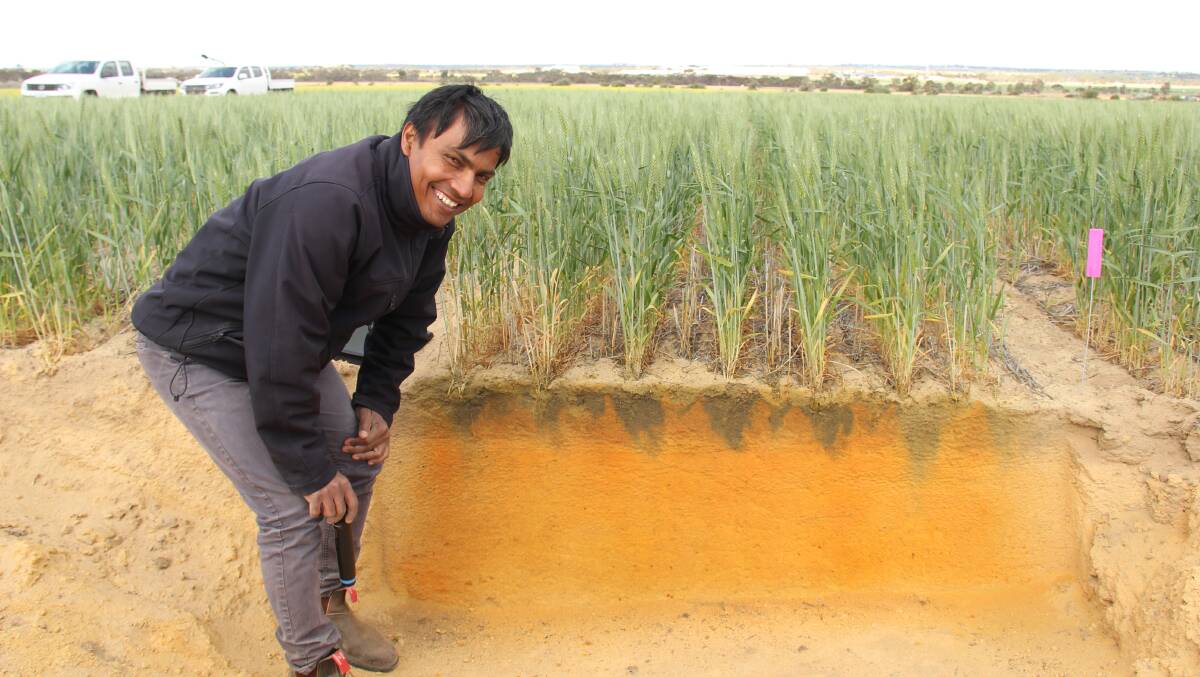 DPIRD research scientist Gaus Azam will share the tricks and tips learned from 25 years of liming research at the upcoming Grains Research Updates 2021 in Perth.