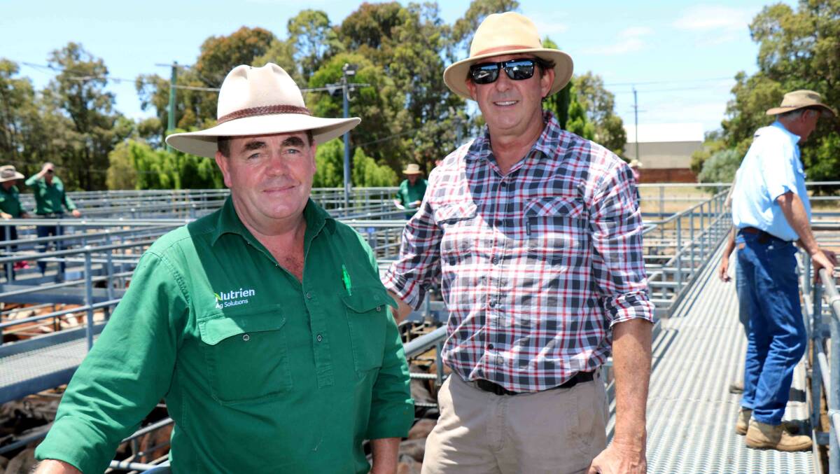 Nutrien Livestock, Boyup Brook agent Jamie Abbs (left) and Dean Barbetti, Waterloo, were on the rails looking over Mr Barbetti's calves. Mr Barbetti sold several pens of calves to a top of $1573.