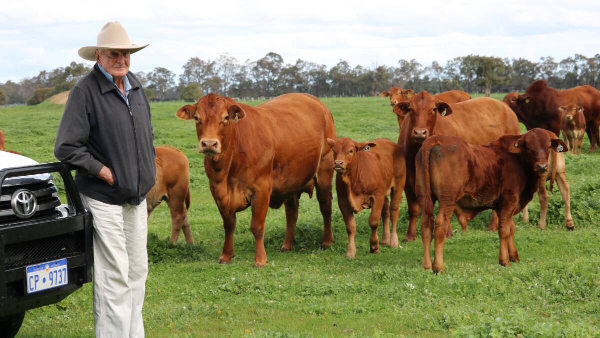 Dick Vincent with some of his De Grey Park stud Droughtmaster cattle, Capel.