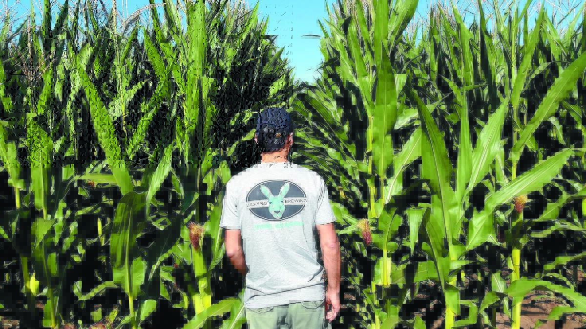 Lucky Bay Brewing co-owner Nigel Metz inspects corn fields in Kununurra.