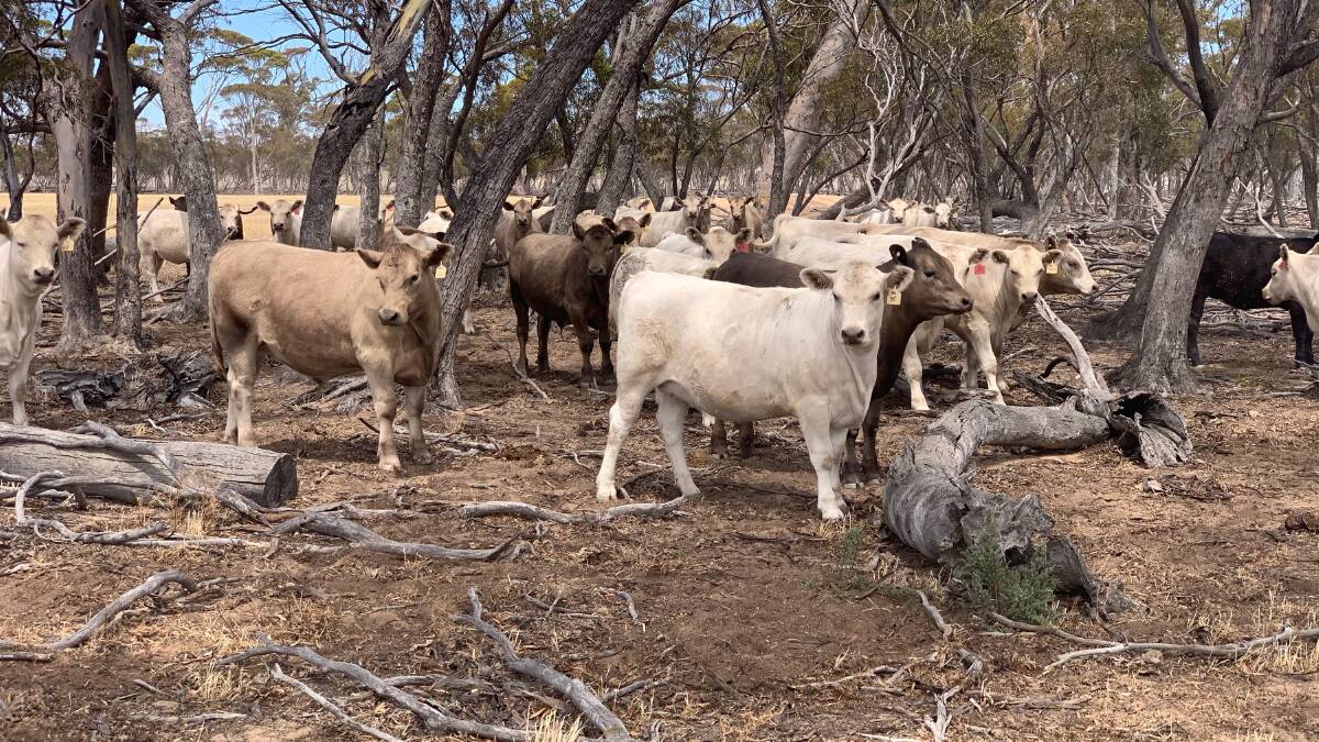 Abban Farms, Hyden, will offer 50 Murray Grey steer and heifer weaners bred on Young Guns bloodlines which are among a large number of calves from the Wheatbelt region coming into the WALSA weaner sale at Boyanup on Wednesday, January 13, 2021.