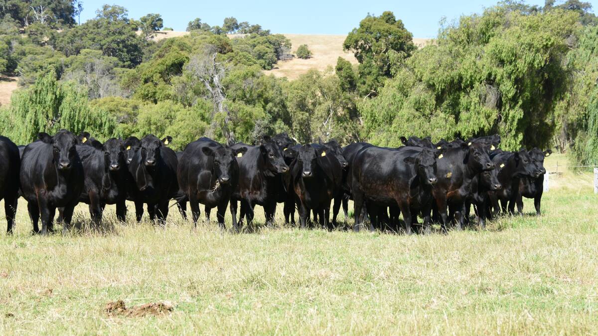 Return vendors Howard and Helen Griffiths, HW Griffiths & Co, Ferguson Valley, will be the largest vendor in the Elders Boyanup Special Beef Female Sale on Friday, January 22, with a line-up of 90 PTIC Angus heifers.