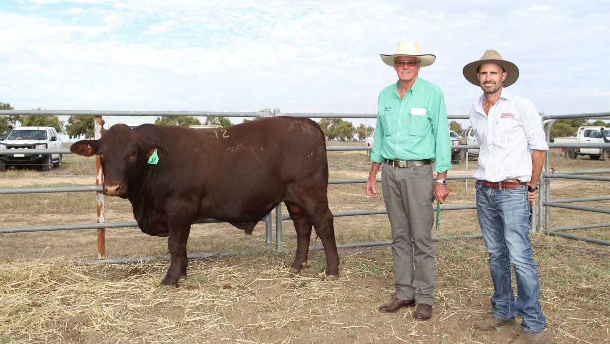 Buyer Nutrien Livestock, Mt Barker agent Harry Carroll (left) and Biara Santa Gertrudis stud co-principal Kasey Hasleby, Northampton, with Biara 9223 (P) (by Rosevale Monty M482) which sold for $13,000, one of two bulls Mr Carroll purchased on behalf of long-time Biara buyers Buckenara Pty Ltd, Bremer Bay.