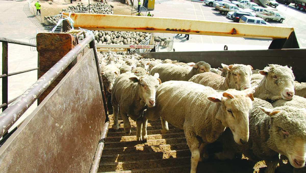 Responding to live export claims