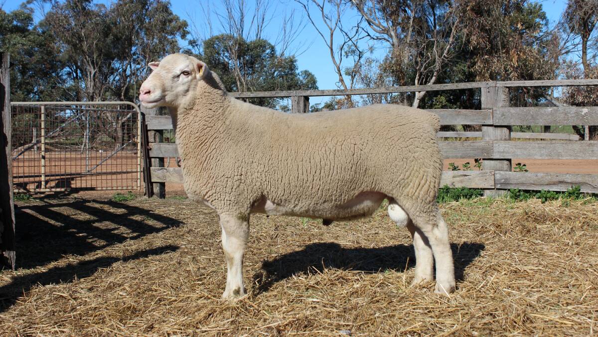 Brenton and Harriet Addiss Yonga Downs White Suffolk stud, Gnowangerup, also sold this ram for the seasons $12,000 second top price to the Medlen family, Lynefield stud, Williams, at the WA Elite Sale on AuctionsPlus.