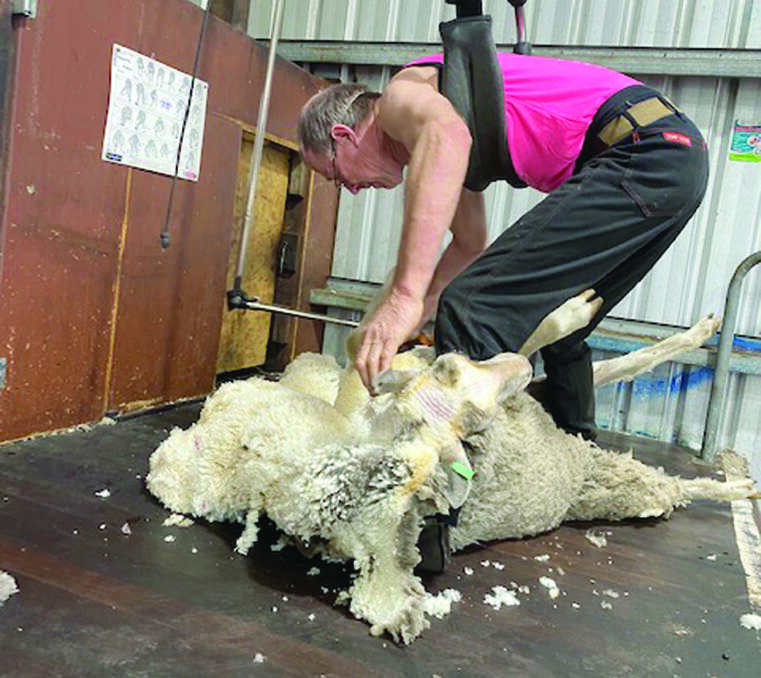  A mature-age improver graduate from a Rylington Park shearing and wool handling school last year, Peter Ledger, 64, is now shearing up to 200 sheep a day.