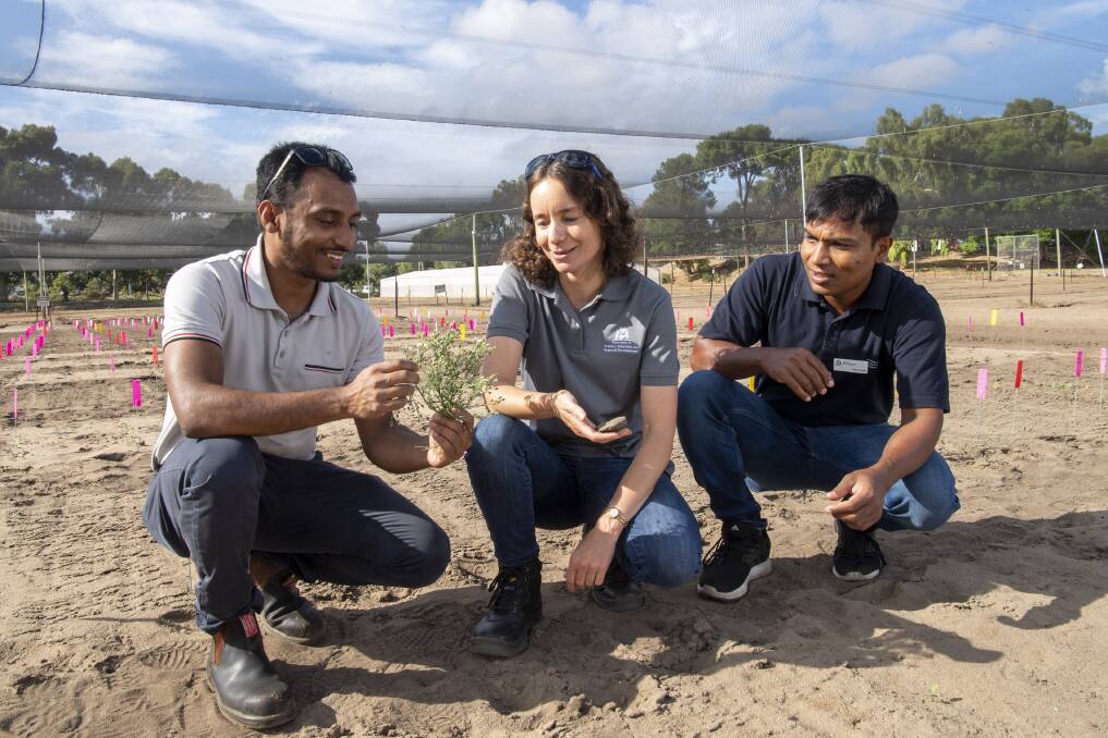 DPIRD research scientists Dr Sultan Mia (left), Dr Catherine Borger and Dr Gaus Azam are working on a Science Partnership project with The University of Western Australia, examining the impact of soil amelioration on weed ecology and control.