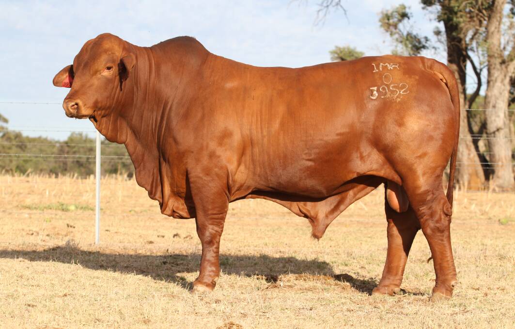 The fourth highest price paid for a bull this season was $51,000 and it was achieved by this bull Munda Finisher 3952 (PP) when it was purchased on AuctionsPlus by Queensland buyers the Atkinson family, Glenavon Droughtmaster stud, Yaamba and the Geddes family, Telemon Droughtmaster stud, Springsure, at the inaugural Munda Reds Droughtmaster on-property bull sale at Gingin.