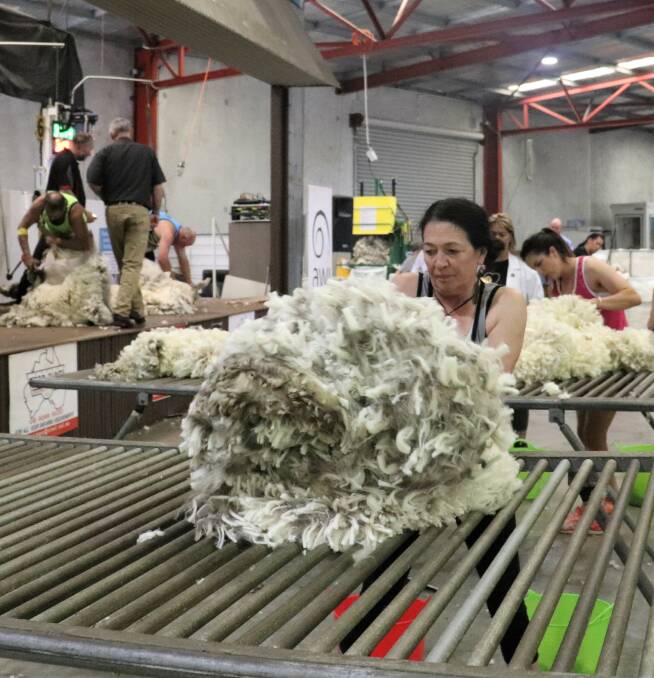 Champion woolhandler and former Australian team representative Aroha Garvin added the Perth Royal Show 2021 open woolhandling first place ribbon to her extensive collection. Here she rolls a skirted fleece.