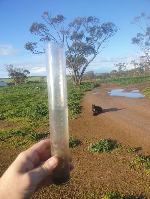 : The season has been "a bit up and down" for Jamie Spence, who farms near Borden in the Nalyerlup area. "Conditions were good and then the rain didn't stop," Mr Spence said. We were concerned about seed burst from the paddocks being too wet and one paddock never got fully sown due to the section being too much of a bog hazard. We have been contemplating reseeding up to 400 hectares but the conditions prevented us getting on the paddocks still, yet over the past few days where we thought the crop was gone there have been little shoots slowly pushing through, so the crop is looking more hopeful now. What had come up is now fully underway with a urea boost." Mr Spence said although the heavy rain had been touch-and-go for crops, it'd been great for the sheep. "The sheep have so much feed they barely leave one corner of the paddock, so overall the season is looking fairly good," he said. As of July 15, the farm had received 357mm so far for the year, with 270mm falling in the growing season, which is comparable to their yearly average of 350-400mm. "Major rainfalls were a 38mm day in early February, a 40mm day in mid-April, with three 20-30mm day events across May and June," he said. "Last year we struggled to get three events in double digits. The creek namesake of our farm has flowed over the road several times already this year, where normally it would do it once every four years or so after a once-off major storm/rainfall event." The family's enterprise comprises 65 per cent to cropping and 35pc Merino sheep, with the main crop being a mixture of hard noodle wheat, with canola as a rotation crop and some lupins for sheep feed. Mr Spence said he had a "wait and see" feeling about the season going forward. "We were having doubts about crop potential but everything is turning up green at the moment, so we're waiting to see what September and harvest brings," he said.