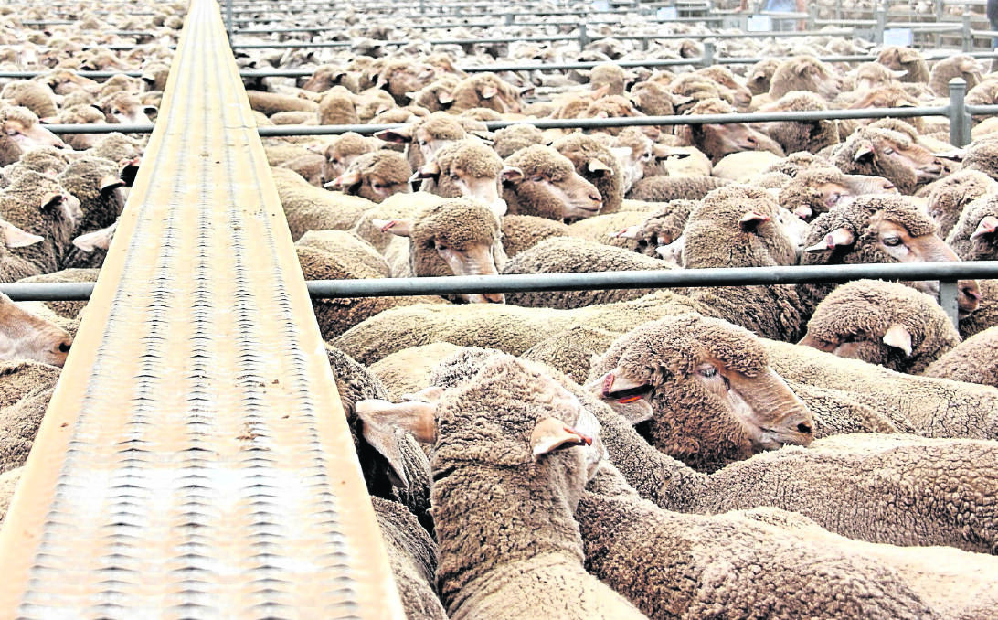 Fletchers to develop major sheep feedlot