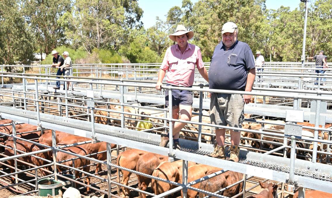 Elders Manjimup representative Cam Harris (left) and volume vendor Melvin Hettner, JD & JP Hettner, Kojonup, looked over a selection of the Hettner's 124 Murray Grey cross mixed sex calves before last Friday's Elders Boyanup store cattle sale commenced. During the sale Mr Hettner sold a draft of 19 lightweight Murray Grey steers weighing 121kg which reached the day's top of 650c/kg and returned $789 when bought by Nutrien Waroona agent Richard Pollock. Mr Pollock also secured the Hettner's line of 44 Murray Grey heifers averaging 136kg, paying 530c/kg and $720.