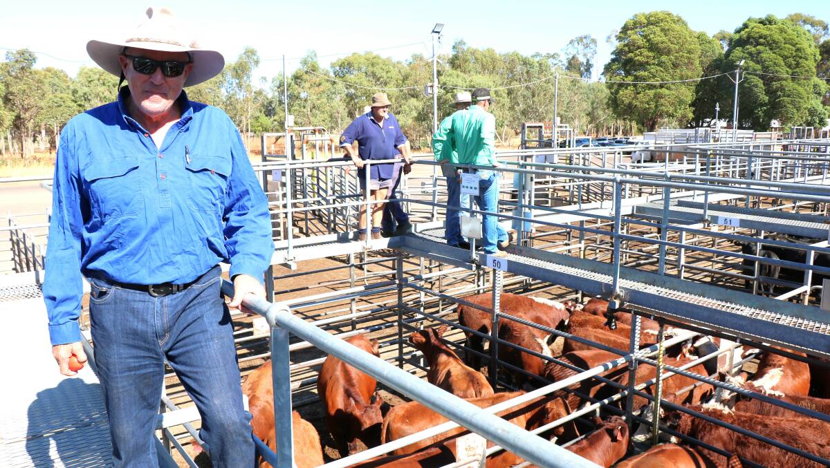 Vendor Peter Johnson, Dardanup, proudly looking over his pens of Red Angus weaners that sold to $1226 at the sale.