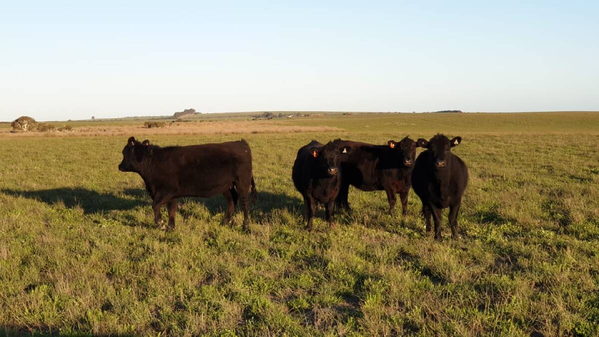 Angus cattle are run much the same as sheep on paddocks with "massive" levels of copper and selenium.