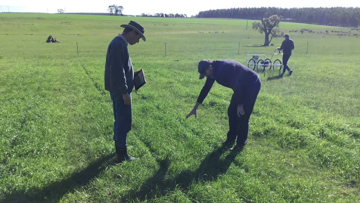Eric Dobbe (left), Department of Primary Industries and Regional Development and consultant Graham Mussell assessing pasture at the trial site prior to the first cuts being taken.