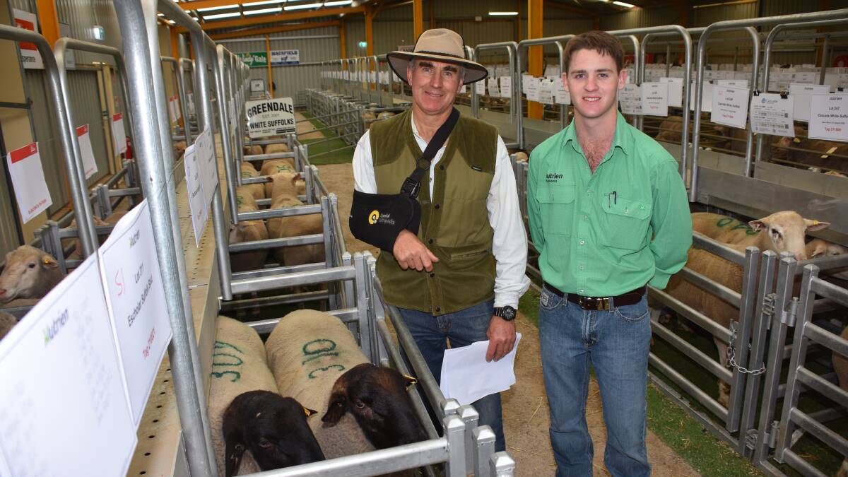 The Escholar Suffolk stud, Esperance, offered and sold four rams in the sale and all four rams were purchased by Andrew Middleton, Oak Marsh Farm, Esperance. He looked over the ram he purchased after the sale with Nutrien Livestock trainee Harrison Hardey.