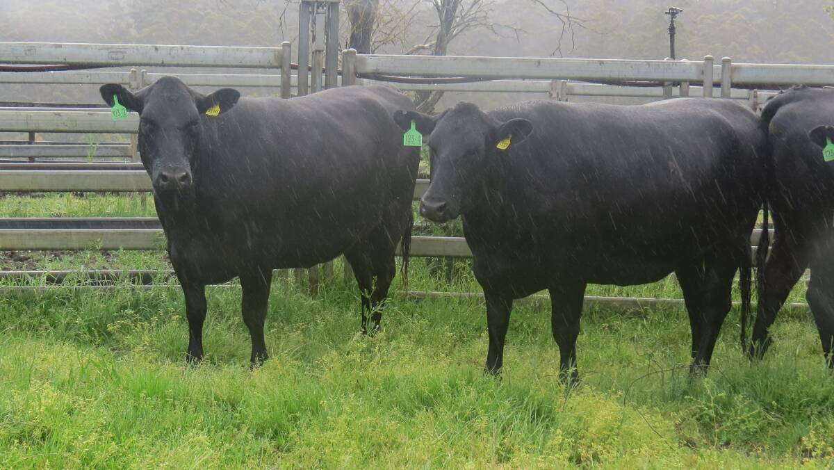 Manjimup operation SN Dunnet, will offer eight Angus-Friesian heifers which are PTIC to an Angus bull.