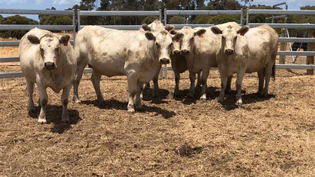  Along with offering 18 owner-bred Angus heifers Scott River Trading will also offer 27 owner-bred, 18mo Murray Grey heifers.