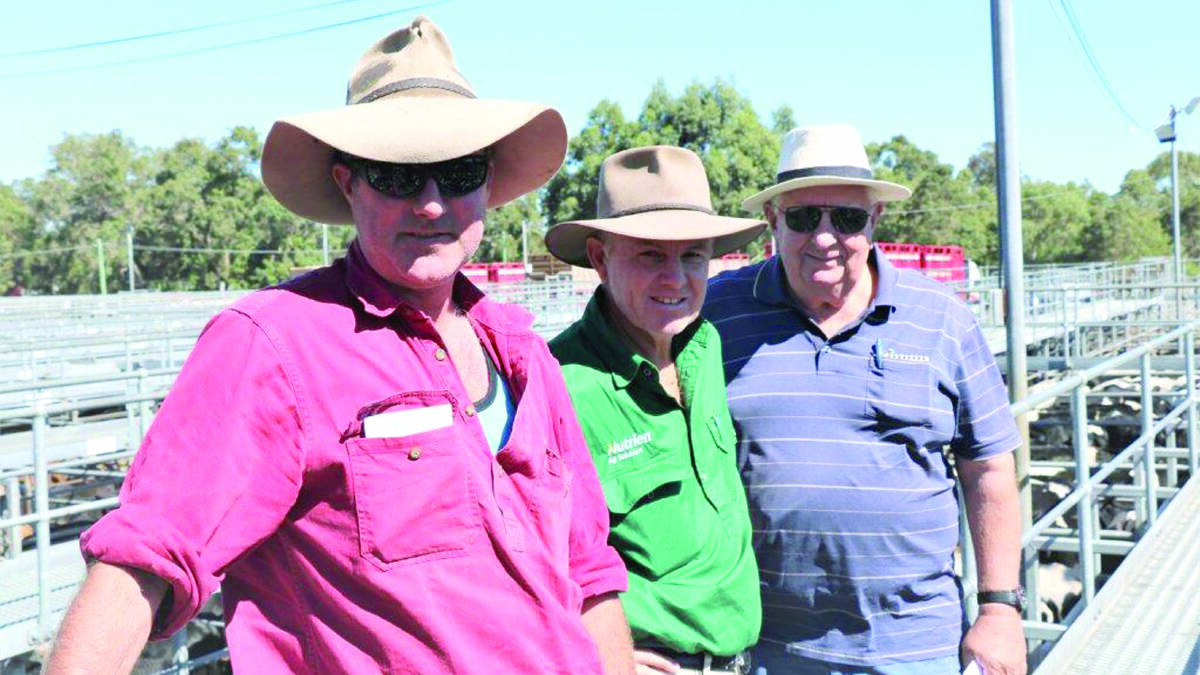 Justin Bell (left) and Richard Farris, Busselton, flank their agent, Jock Embry, Nutrien Livestock, Busselton and Margaret River, before the burster sale at Boyanup last week