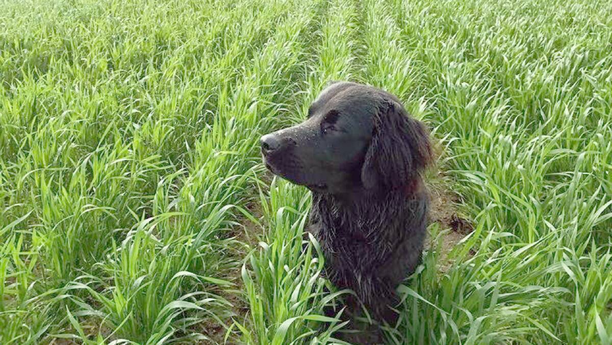  At North Cadoux, the crops are looking absolutely fantastic. Bella agreed that this Sting wheat, which was seeded in early May into lupin stubble, was coming along nicely. Photo by Shaun Kalajzic.