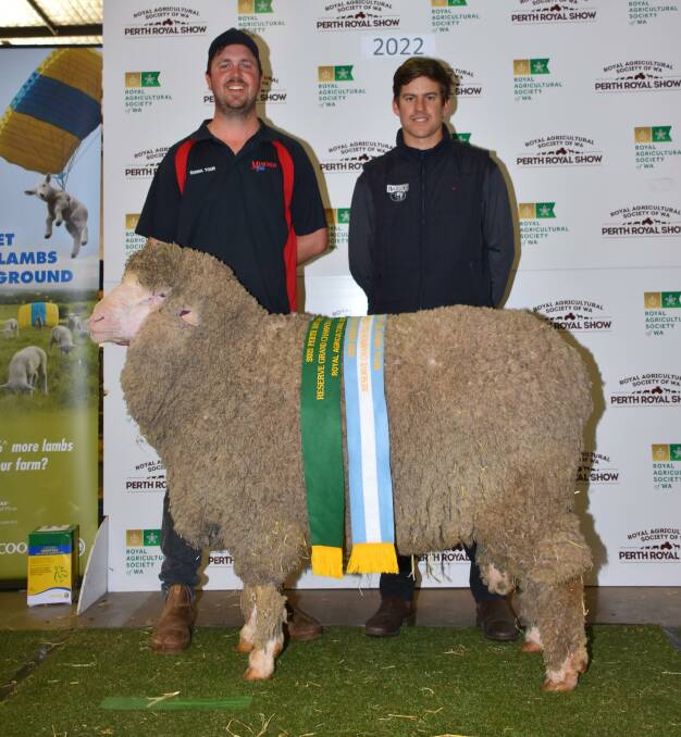 With the reserve grand champion August shorn and reserve champion medium wool Poll Merino ram from the Manunda stud, Tammin, were Manundas Luke Button (left) and judge Fraser House, Gnowangerup.