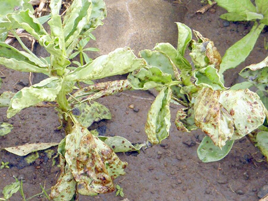 A faba bean plant infected with faba bean gall disease.