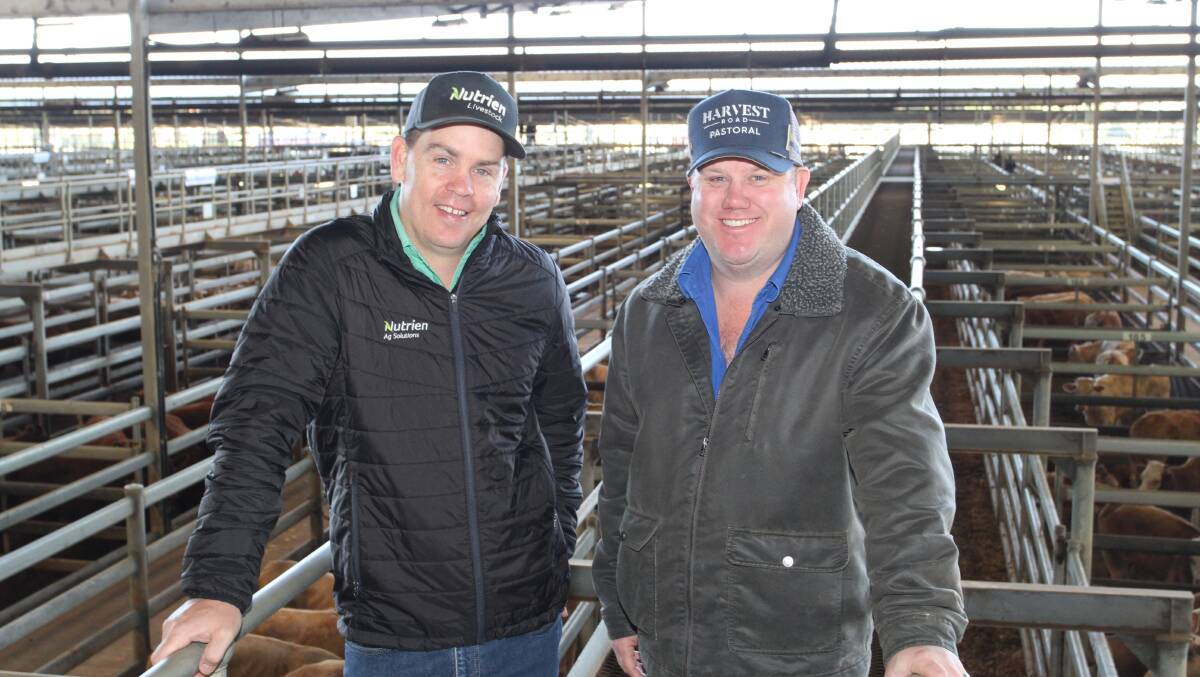 Nutrien Livestock sale co-ordinator and AuctionsPlus level one assessor Simon Green (left) and buyer Jono Green, Harvey Beef, who purchased several pens of local and pastoral steers paying to the sales top price of $2221 for local steers and 554c/kg top liveweight price for pastoral steers.