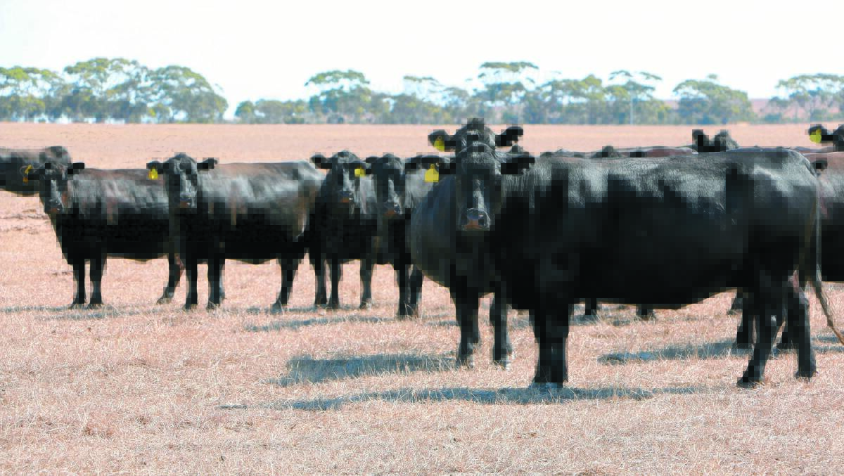 Pregnant Angus cows from the self-replacing Epasco Farms herd. Angus cattle are synonymous with the Epasco name, with the farm producing good consistent lines of quality cattle over many years.
