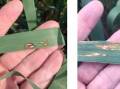 Three positive samples of red leather leaf disease were discovered last season, coming from the high oat inclusion region around Narrogin, Pingelly and Piesseville.