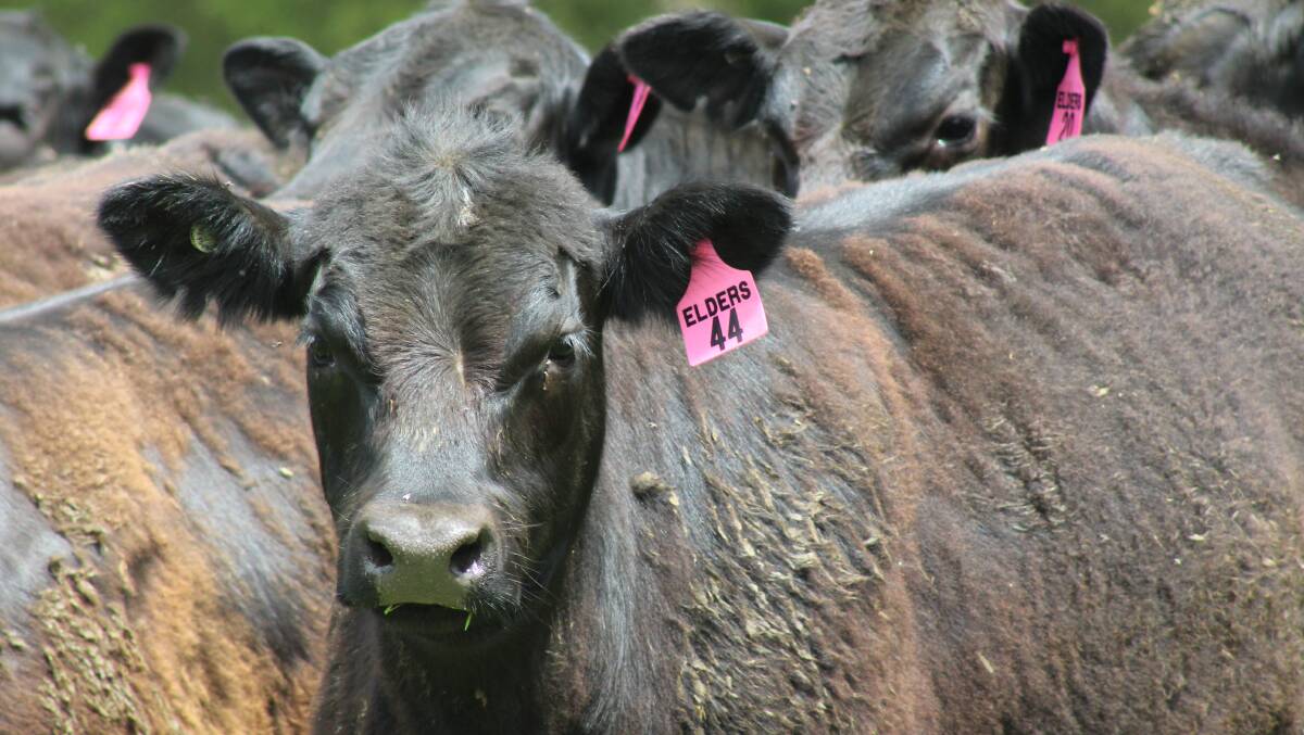  This years Great Southern All Breeds Feeder and Weaner Show Sale will feature the first calves to be offered in WA under the Elders Feeder Ready Program. The calves will be recognisable from the distinctive pink ear tags.