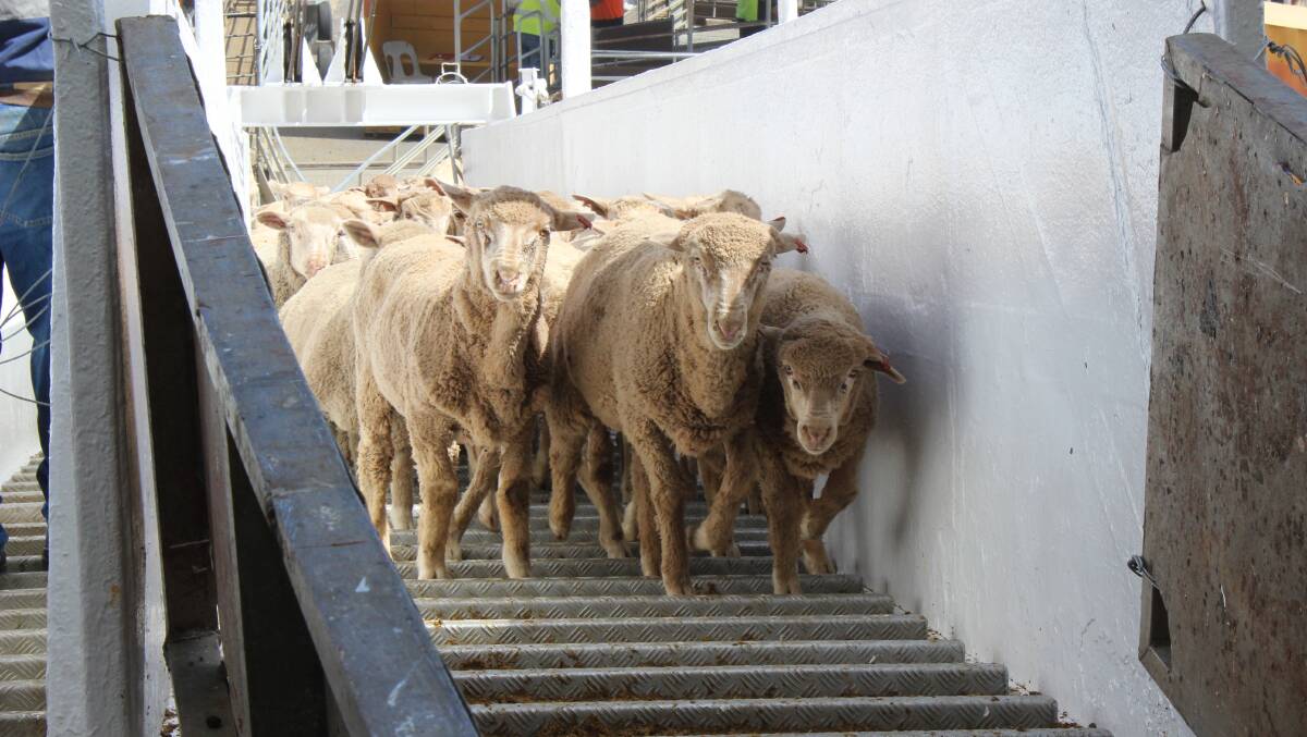The WA-based live sheep export industry is under serious threat if the ALP wins the Federal Election on Saturday, May 21.