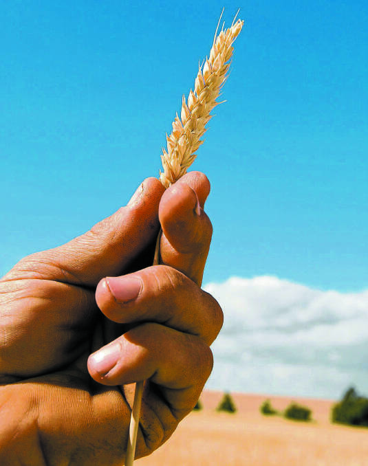 Commodities such as wheat face ongoing volatility on global markets, according to the latest Rabobank report.