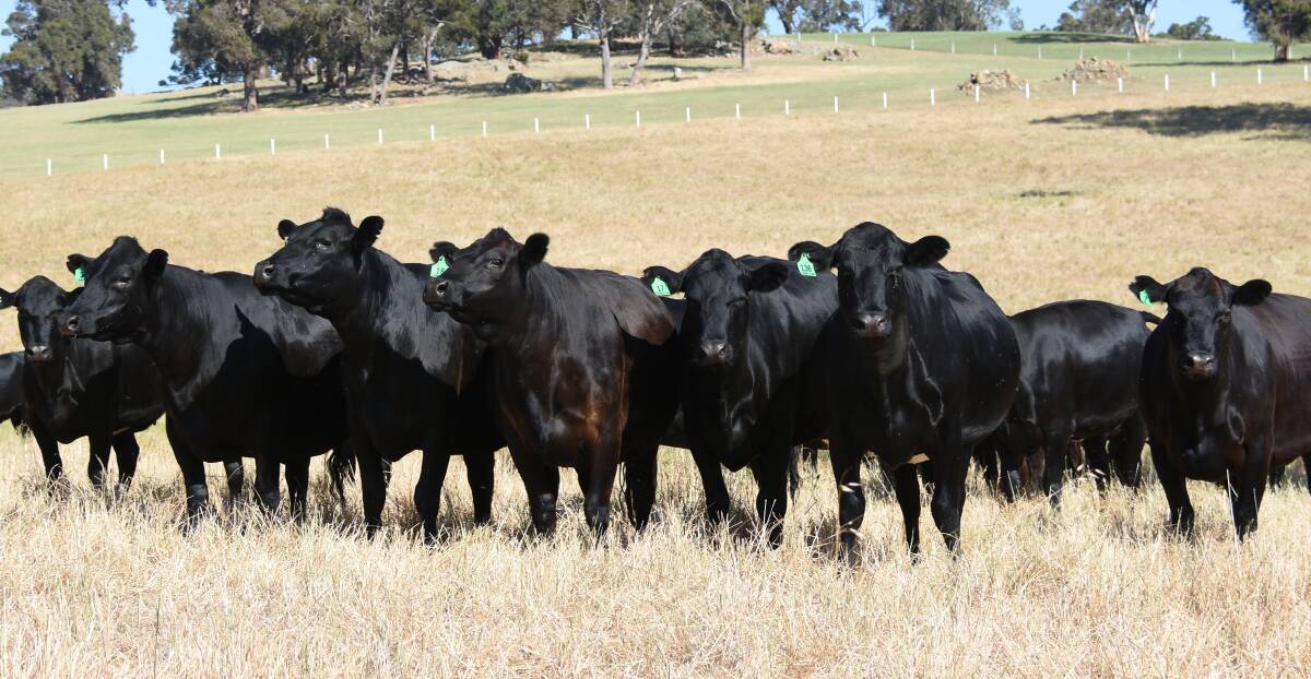 Candyup Farms, Benger, will offer 63 Angus-Friesian heifers in the sale which are PTIC to a Black Limousin sire.