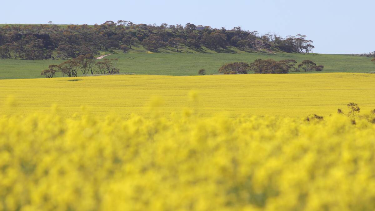 Canola values are down about A$329 per tonne year-on-year, but a reduction in input prices still makes canola a profitable crop argues Elders head agronomist Bill Moore.