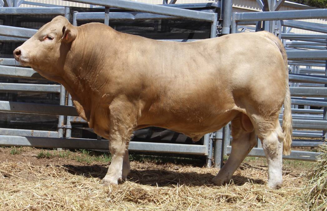  The seasons $40,000 second top-priced bull was a red factor Charolais bull Silverstone Tex T44 (P) (by Ascot Kudos Q46) which sold to B & C Scott, Maryvale, Wee Waa, New South Wales, via AuctionsPlus, at the Imberti familys annual Silverstone Charolais on-property bull sale at Narrikup in March.