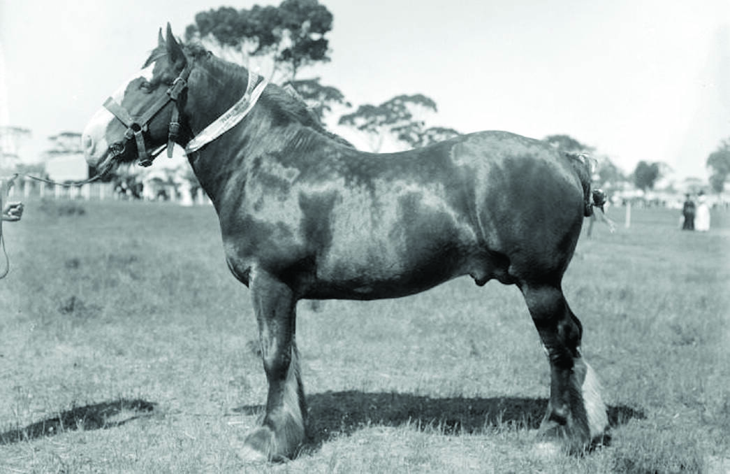 The Nalder Brothers champion Clydesdale stallion at the 1913 Wagin show. 