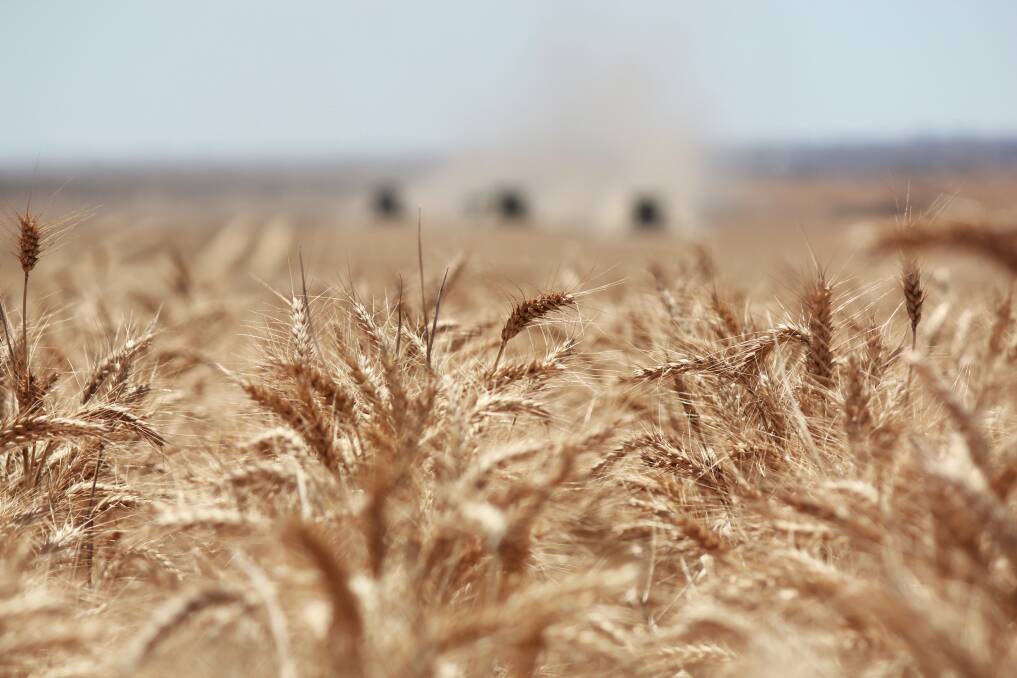 Western Australian wheat prices will be largely dependent on overseas market movements this year, according to Rabobank.